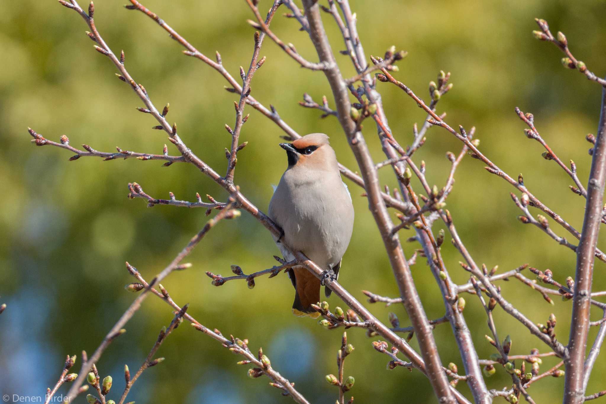 Photo of Bohemian Waxwing at 川崎市高津区 by 田園Birder