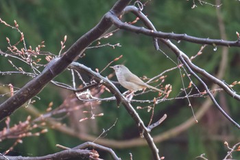 Japanese Bush Warbler 横沢入 Sat, 3/30/2024