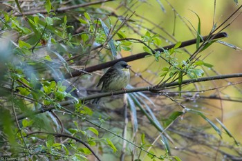 Masked Bunting 横沢入 Sat, 3/30/2024