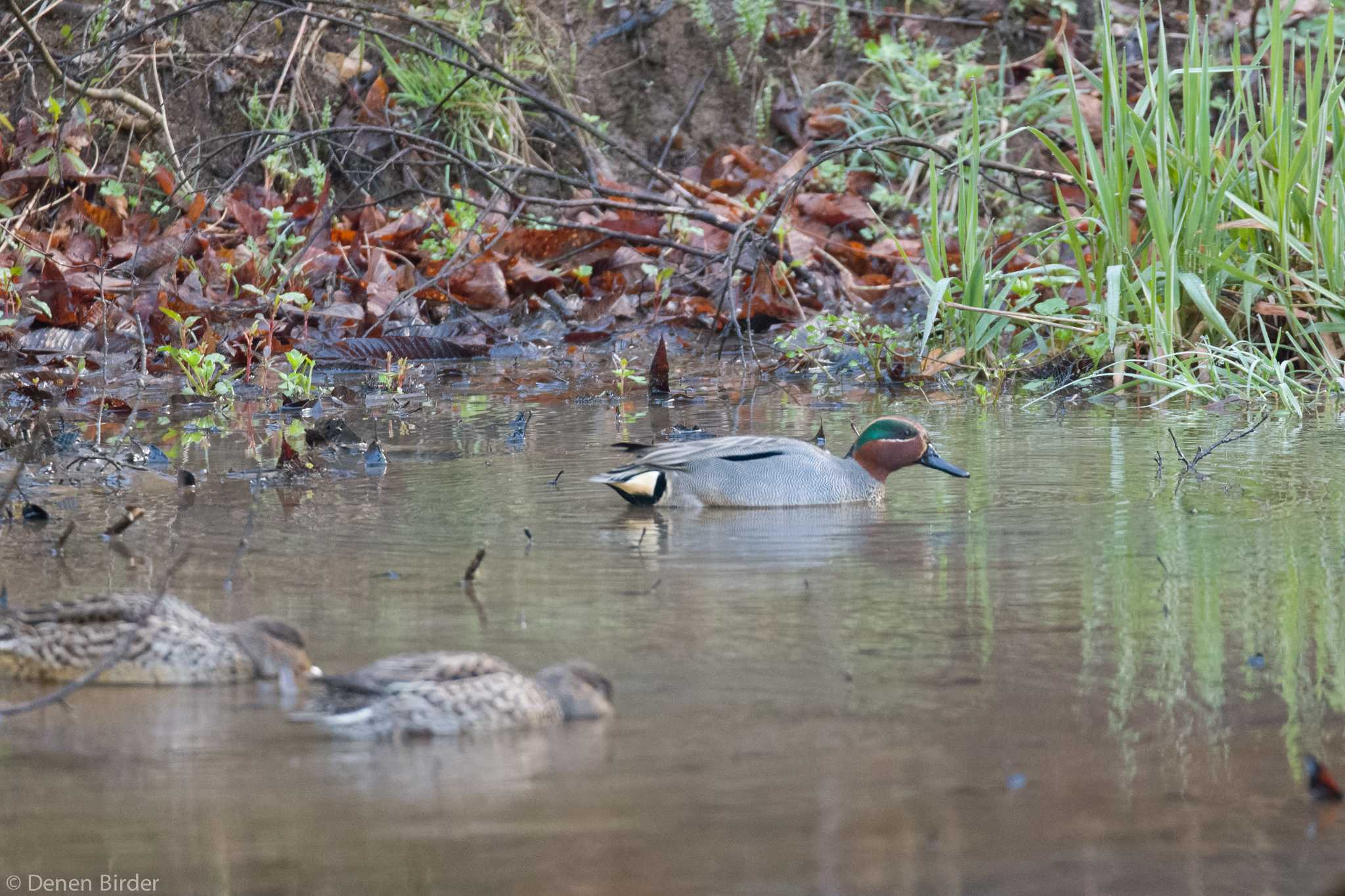 Photo of Eurasian Teal at 横沢入 by 田園Birder