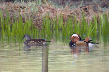 Mandarin Duck 横沢入 Sat, 3/30/2024