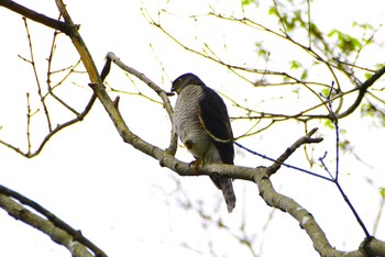 Japanese Sparrowhawk 厚木七沢森林公園 Thu, 4/4/2024