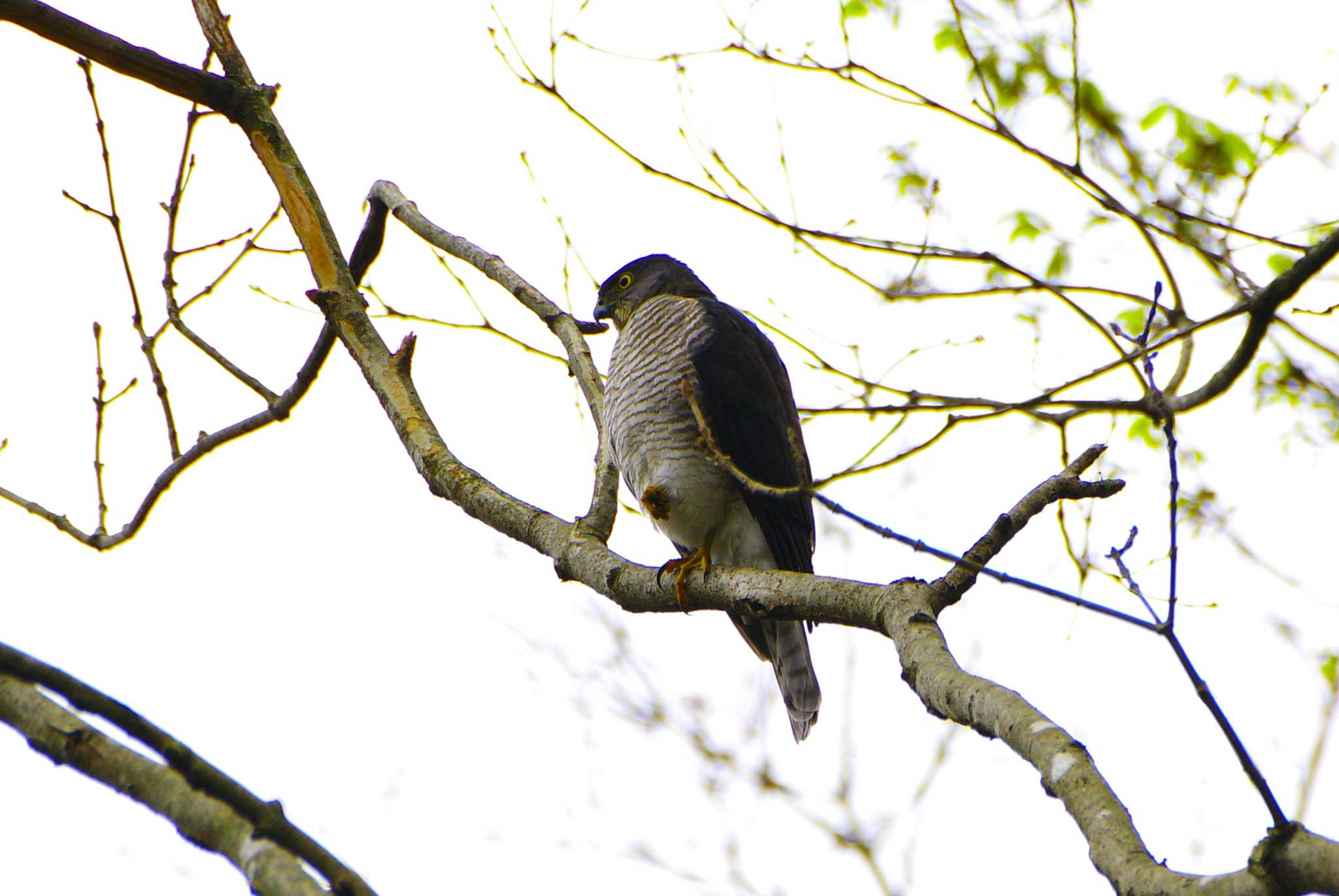 Japanese Sparrowhawk