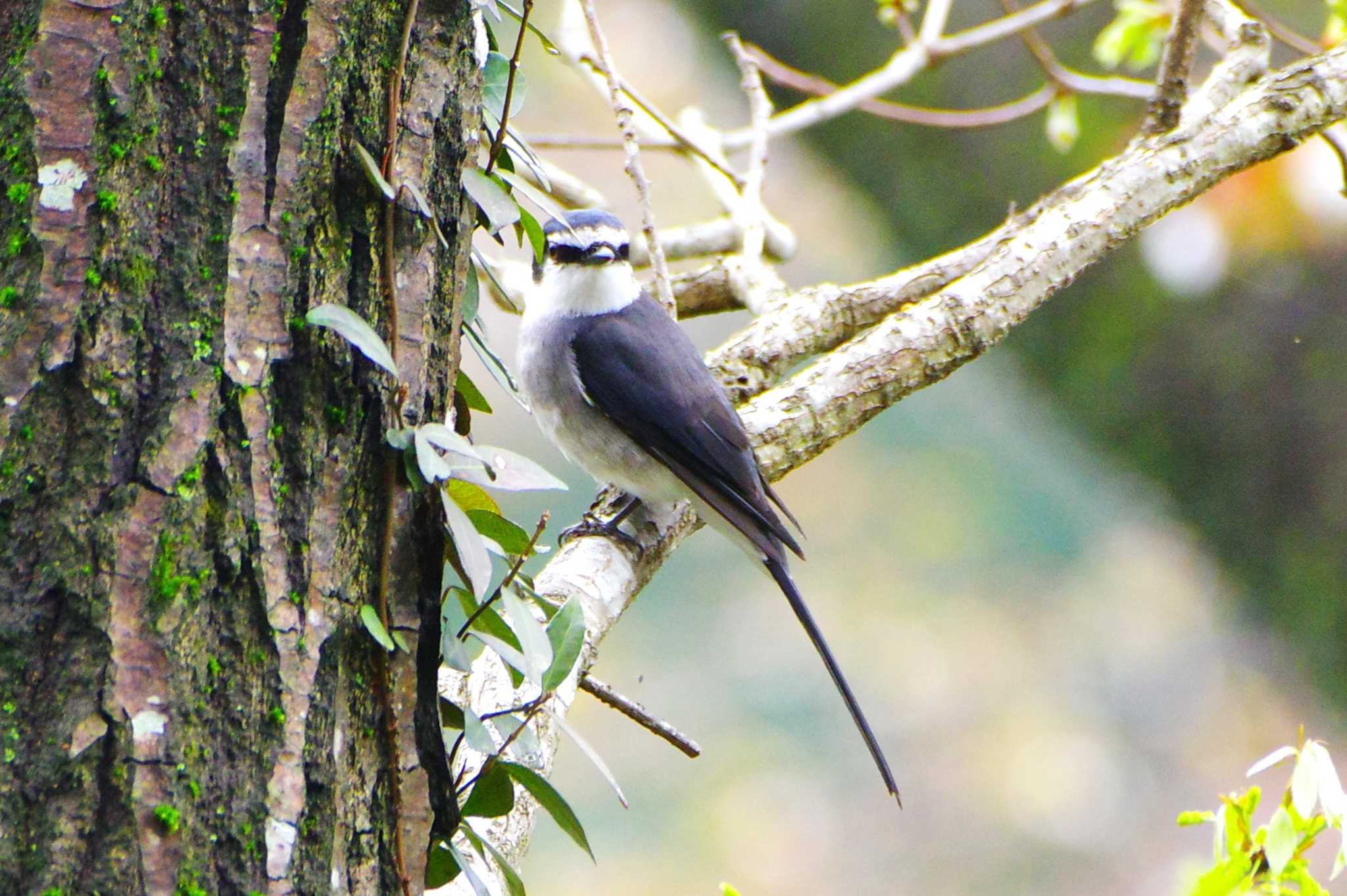 Photo of Ryukyu Minivet at 厚木七沢森林公園 by BW11558