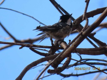 Coal Tit 井頭公園 Sat, 2/17/2024