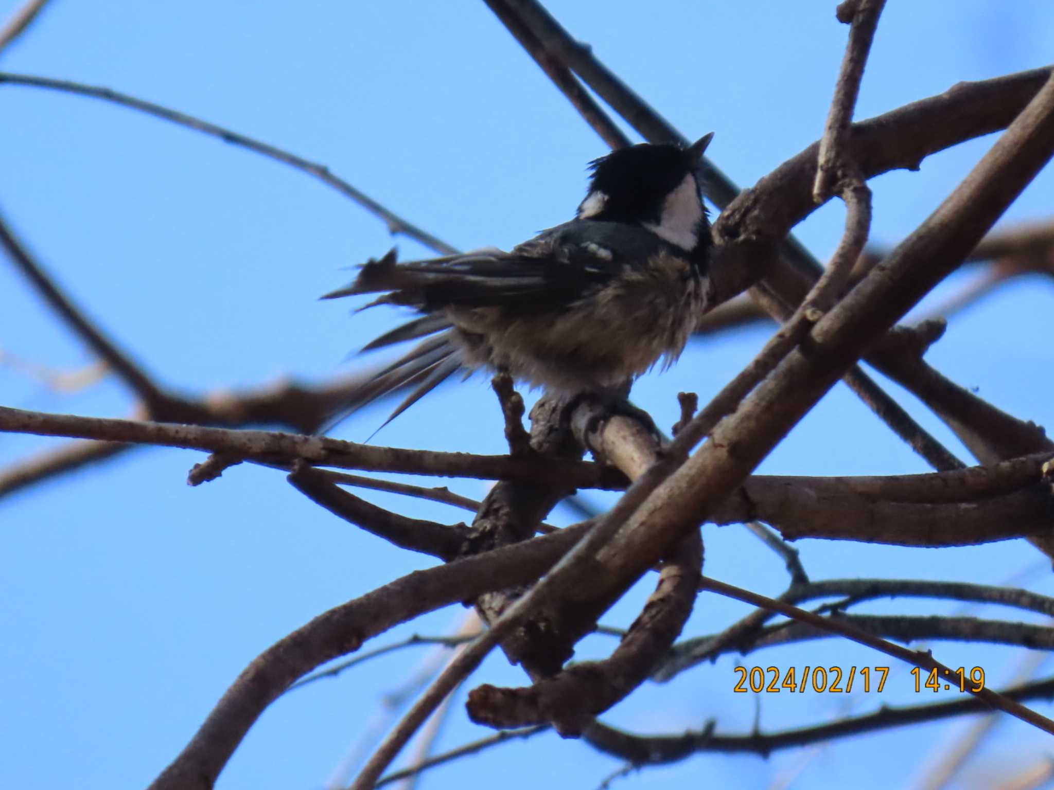 Coal Tit