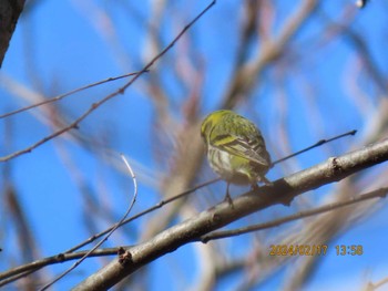 Eurasian Siskin 井頭公園 Sat, 2/17/2024