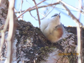 Eurasian Nuthatch 井頭公園 Sat, 2/17/2024