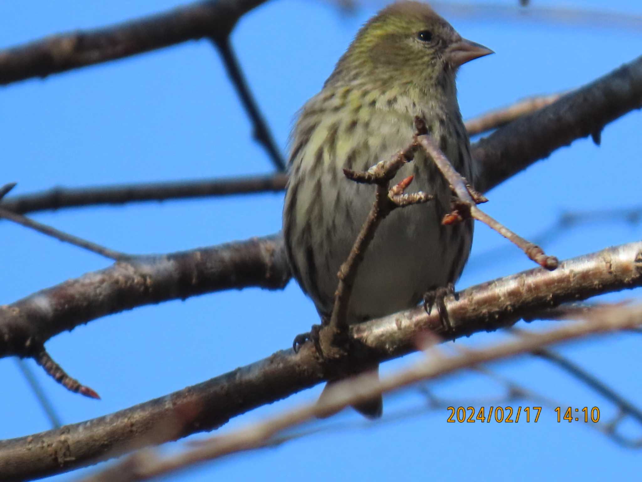 Masked Bunting