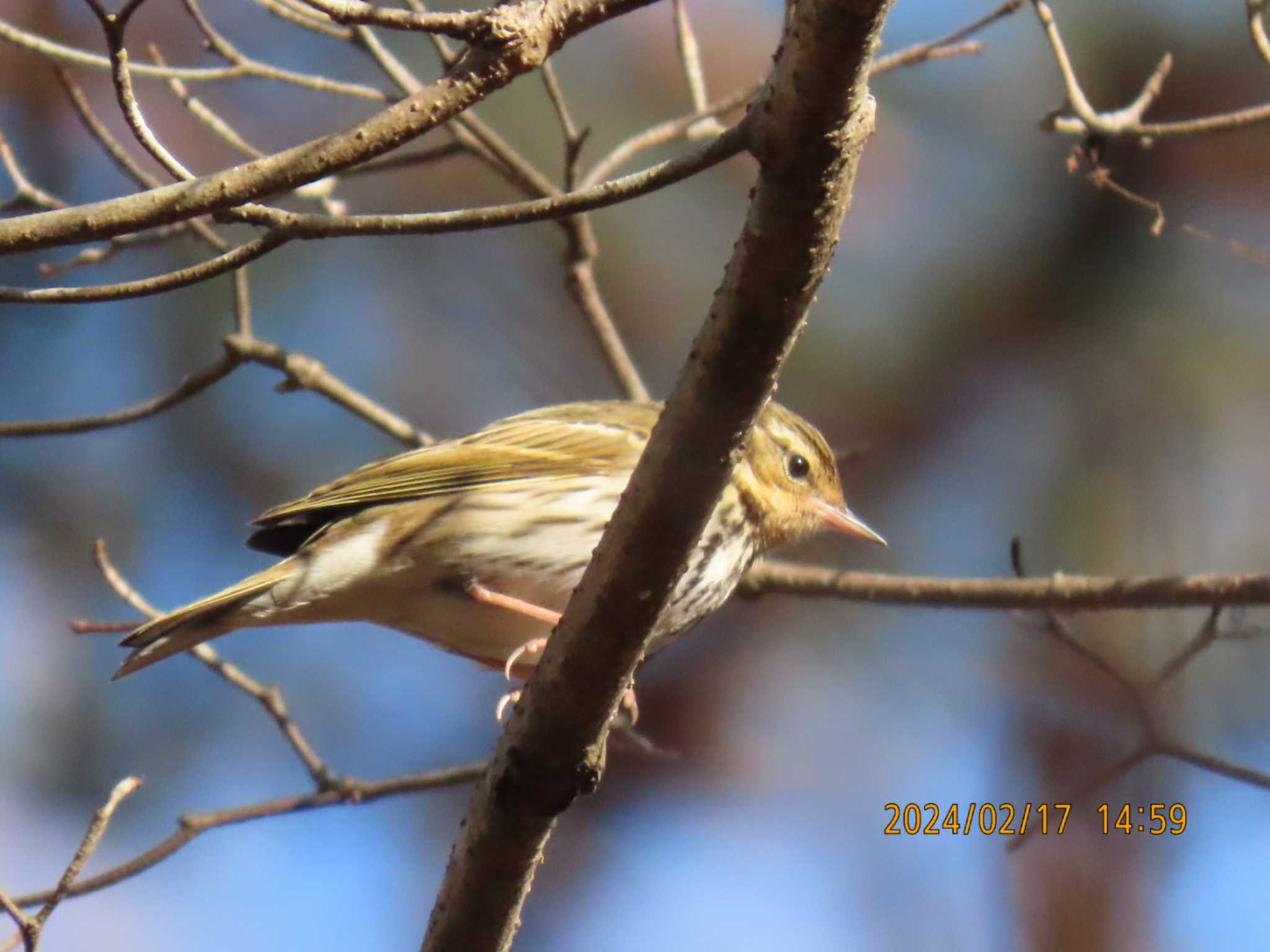 Olive-backed Pipit