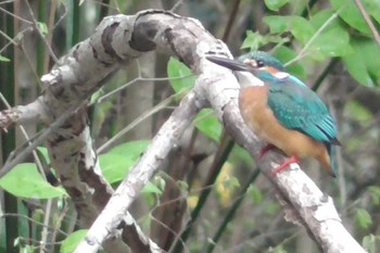 カワセミ 航空公園 2024年4月5日(金)