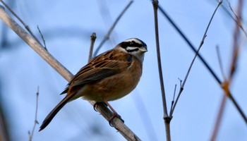 Meadow Bunting 鶴ヶ池 Sun, 3/31/2024