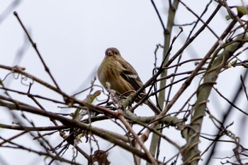 Siberian Long-tailed Rosefinch Akigase Park Fri, 4/5/2024