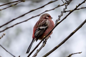 Siberian Long-tailed Rosefinch Akigase Park Fri, 4/5/2024