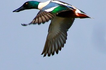 Northern Shoveler Isanuma Sun, 3/31/2024