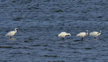 クロツラヘラサギ 葛西臨海公園 2024年4月2日(火)