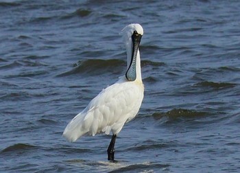 クロツラヘラサギ 葛西臨海公園 2024年4月2日(火)