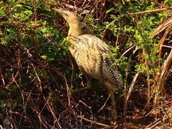 Eurasian Bittern Oizumi Ryokuchi Park Thu, 3/21/2024