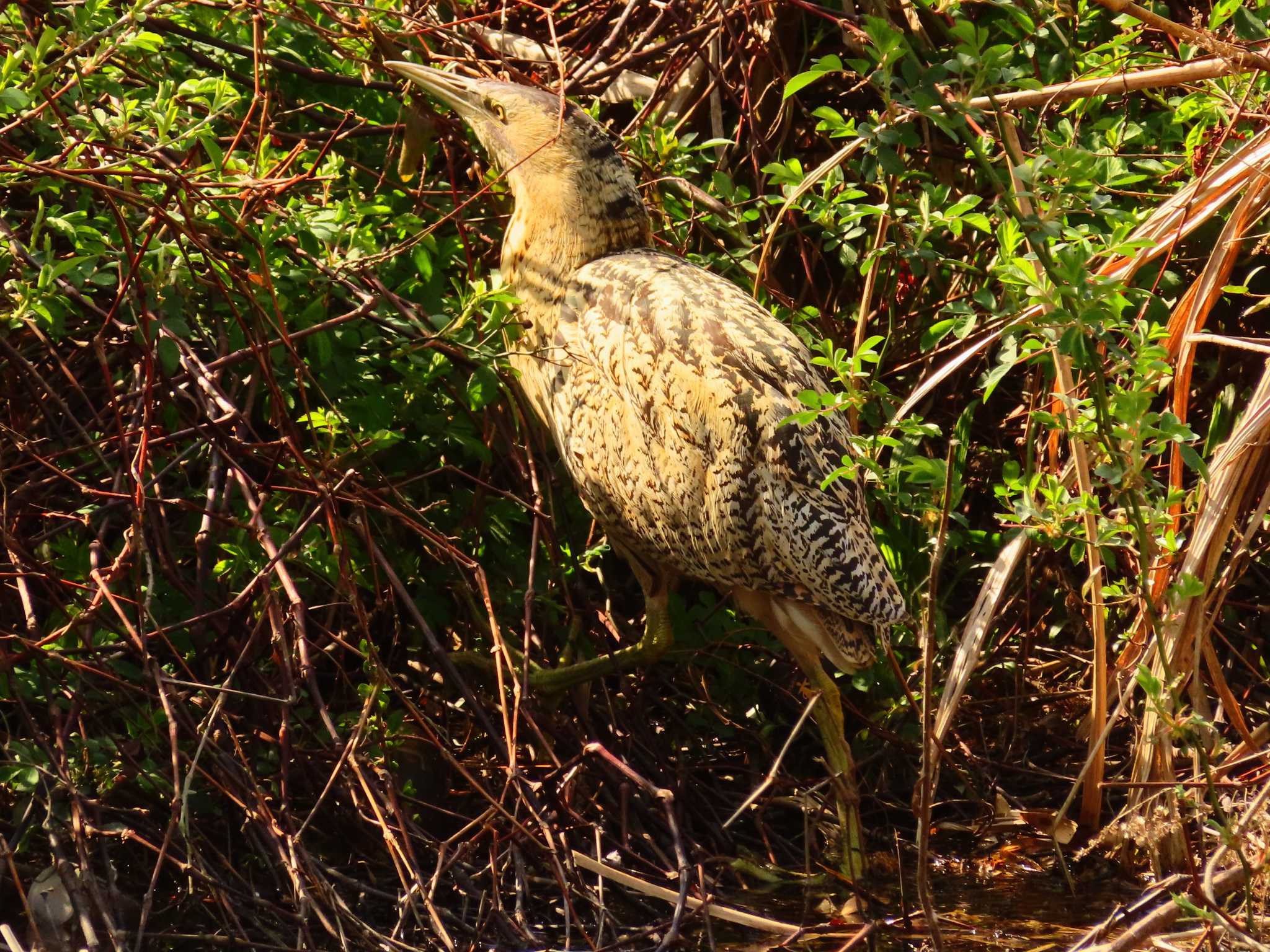 Eurasian Bittern