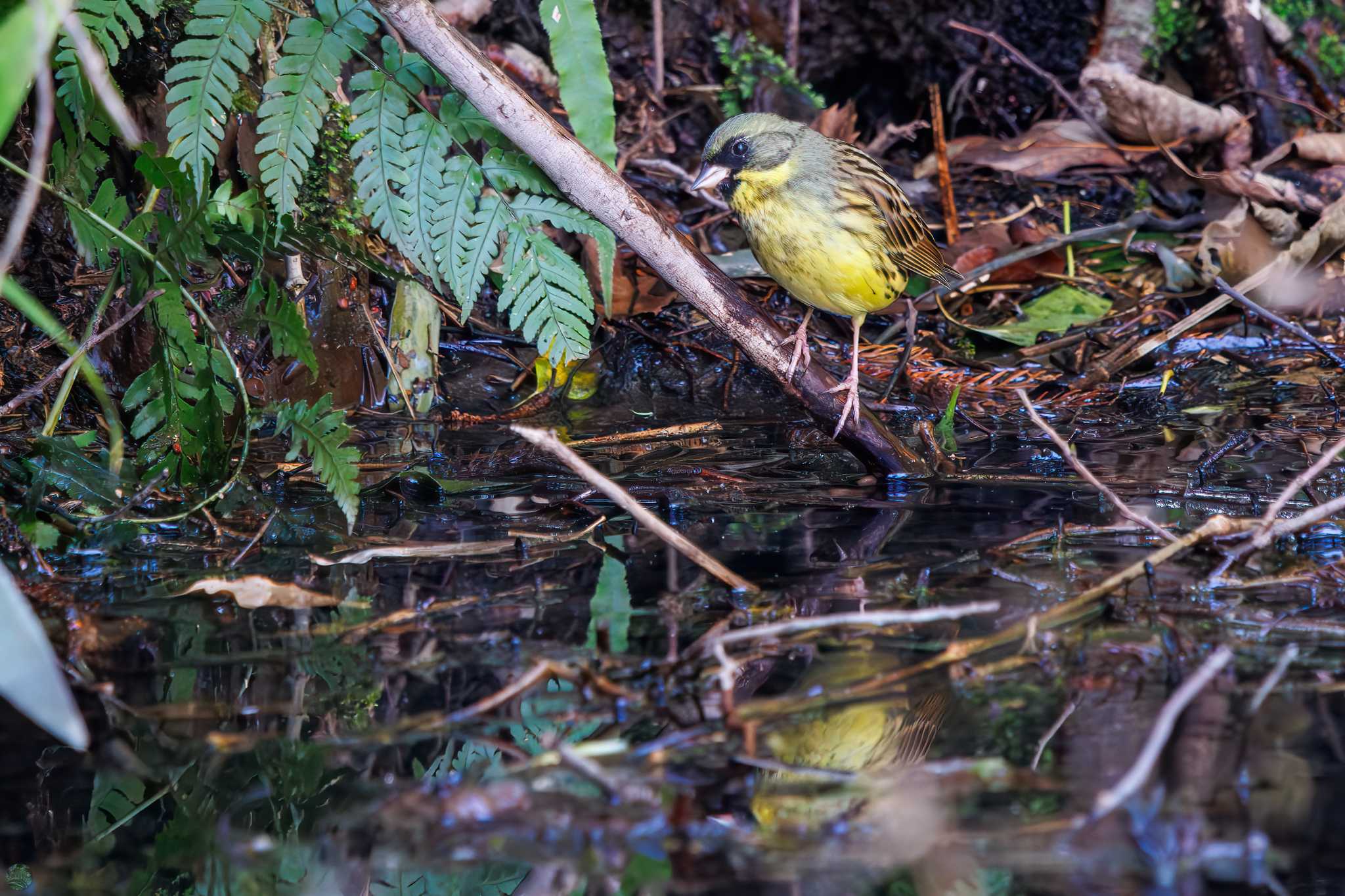 Masked Bunting