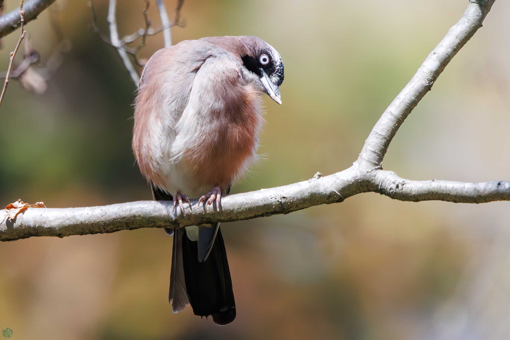 Eurasian Jay