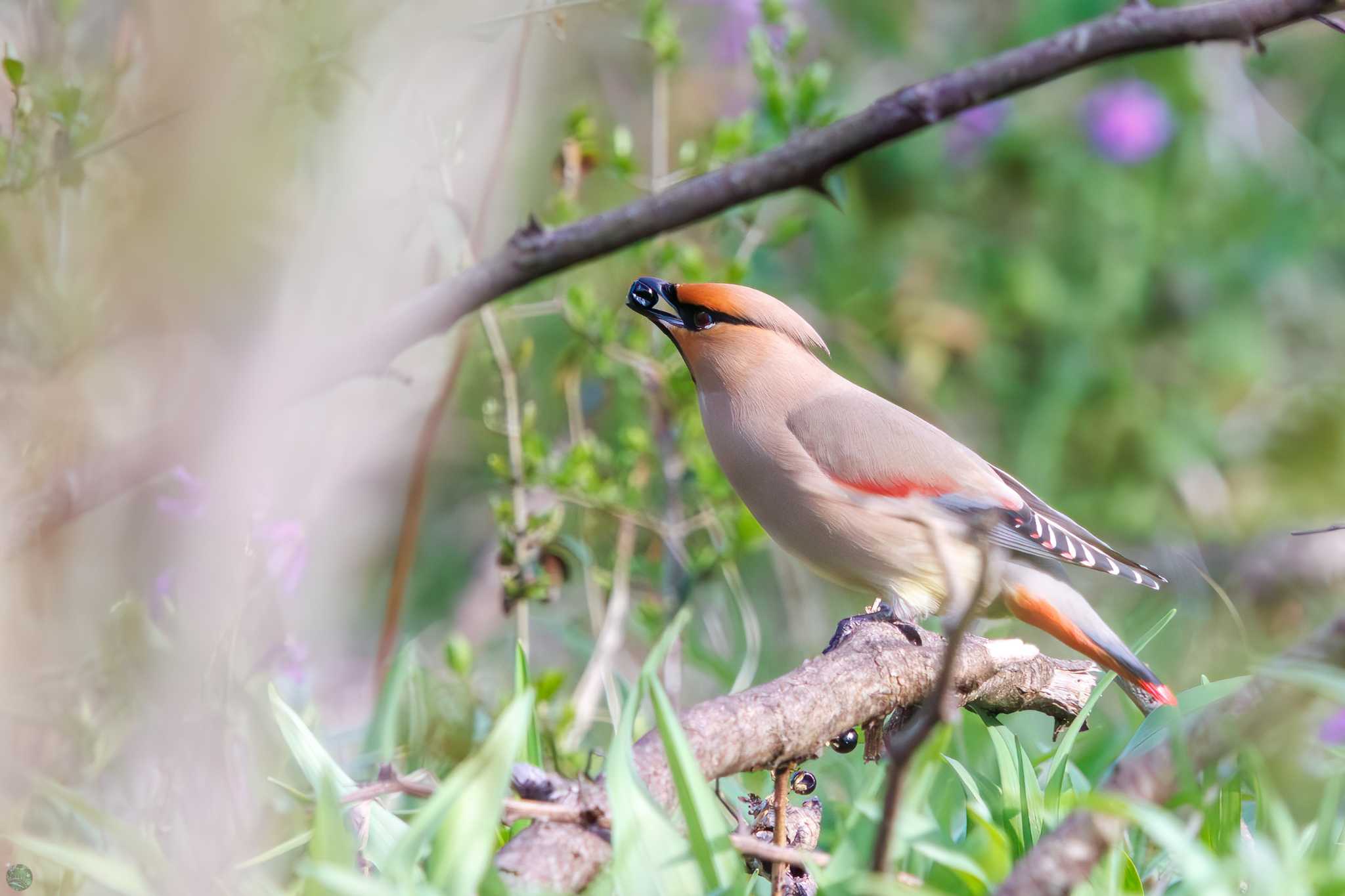 大麻生野鳥の森公園 ヒレンジャクの写真 by d3_plus