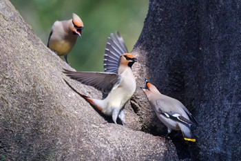 Bohemian Waxwing Ooaso Wild Bird Forest Park Sun, 3/31/2024