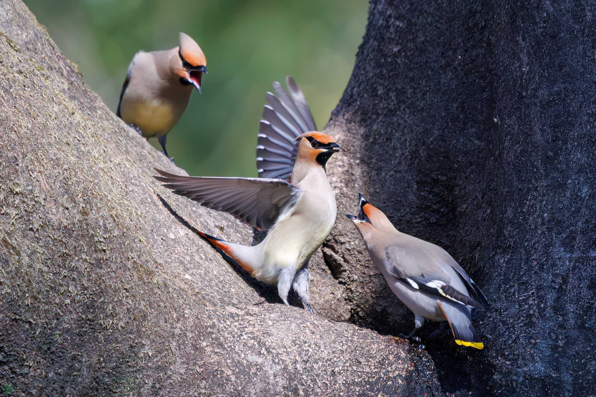 大麻生野鳥の森公園 キレンジャクの写真 by d3_plus