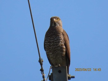 Grey-faced Buzzard 益子町内 Sat, 4/22/2023