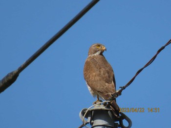 Grey-faced Buzzard 益子町内 Sat, 4/22/2023