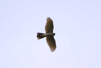 Eurasian Sparrowhawk 厚木七沢森林公園 Thu, 4/4/2024