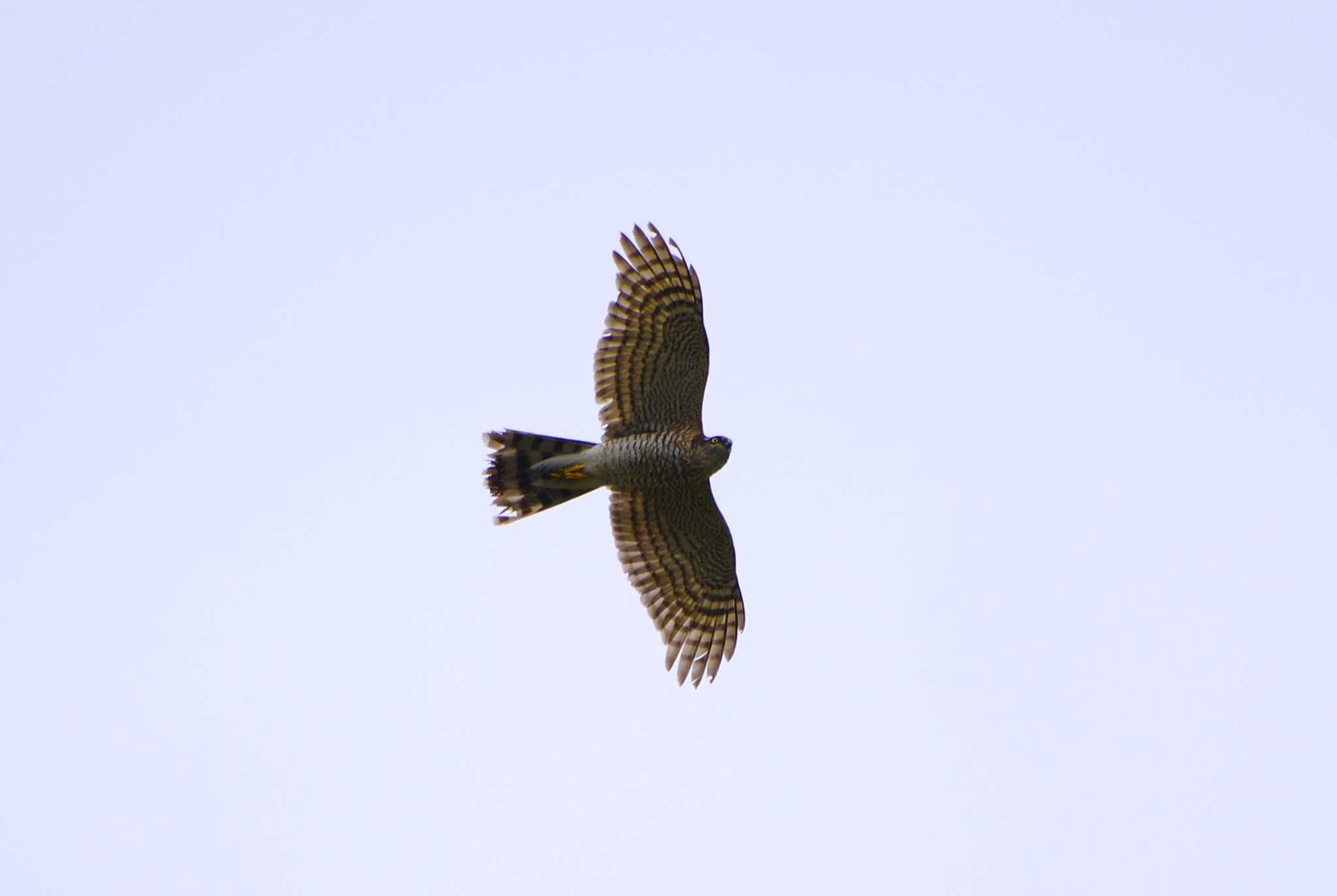 Eurasian Sparrowhawk