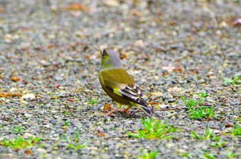 Oriental Greenfinch(kawarahiba) 厚木七沢森林公園 Thu, 4/4/2024