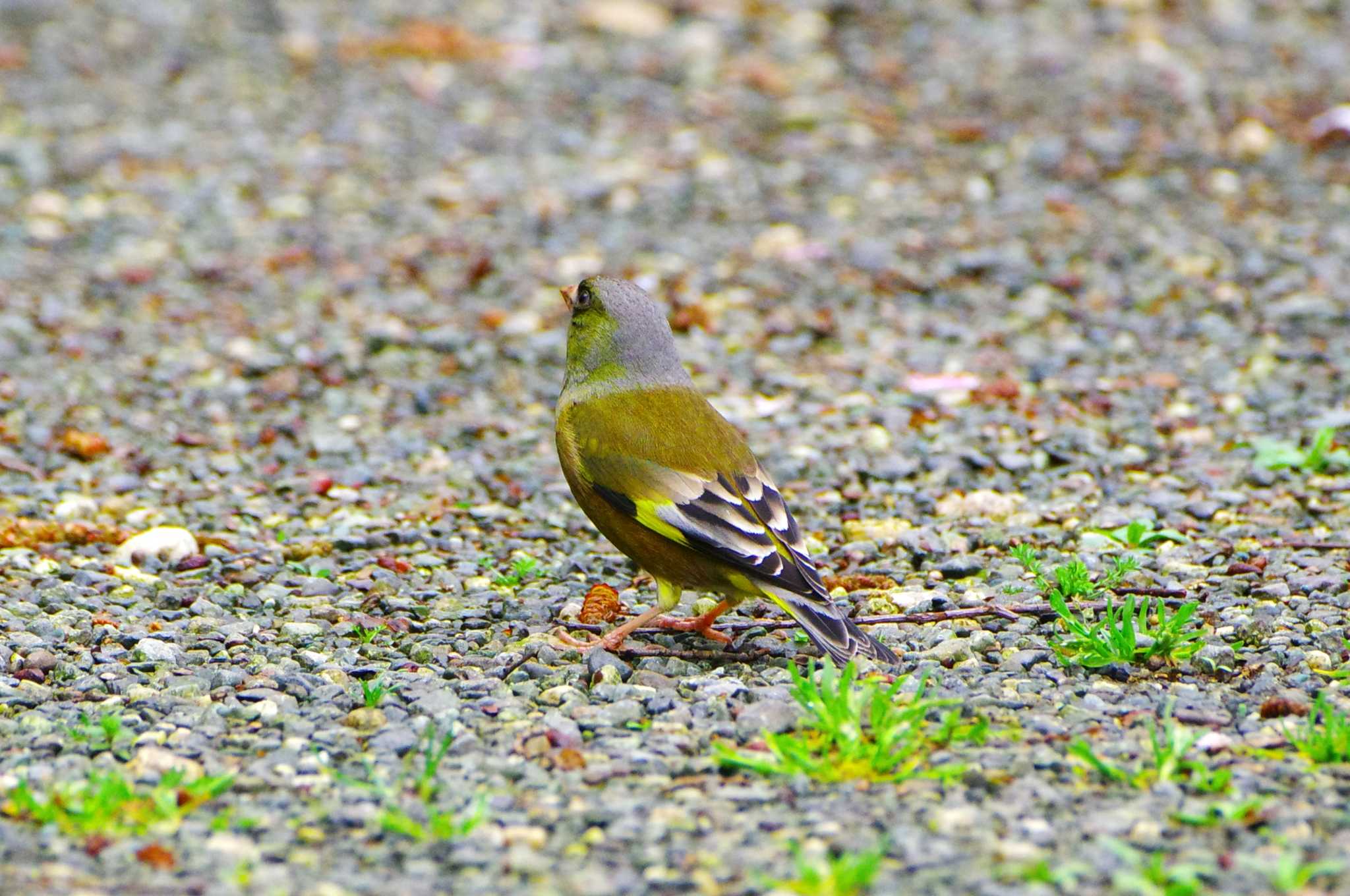 Photo of Oriental Greenfinch(kawarahiba) at 厚木七沢森林公園 by BW11558