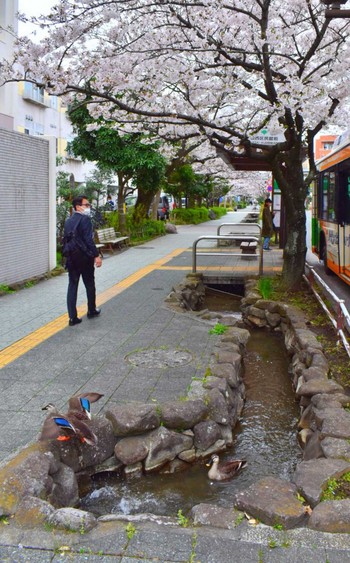 カルガモ 葛西親水四季の道 2024年4月5日(金)