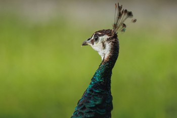 Indian Peafowl Granite Gorge Nature Park Wed, 4/3/2024