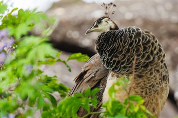 Indian Peafowl Granite Gorge Nature Park Wed, 4/3/2024