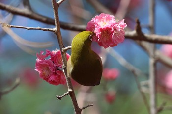 Warbling White-eye Akashi Park Sun, 3/3/2024