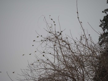 Eurasian Siskin 宇都宮市 Fri, 4/5/2024