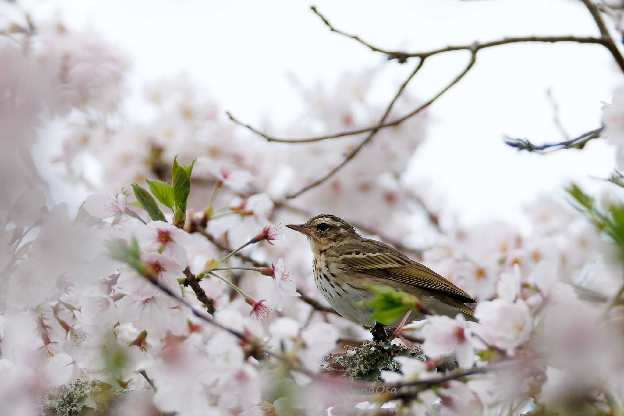 福岡県 ビンズイの写真 by MunaOsa