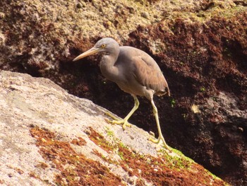 Pacific Reef Heron 真鶴岬 Tue, 4/2/2024