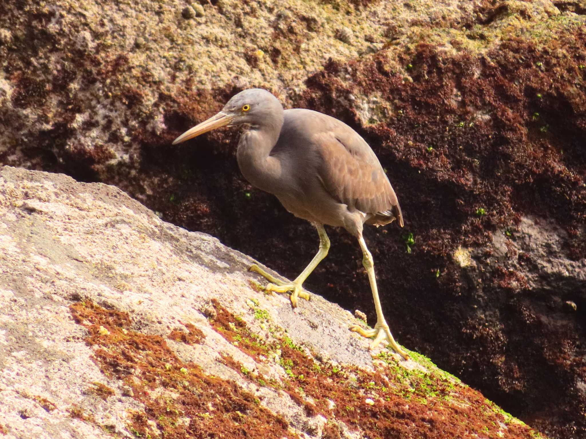 Pacific Reef Heron