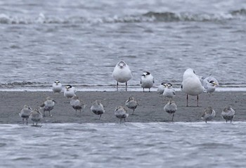 コアジサシ ふなばし三番瀬海浜公園 2024年4月5日(金)