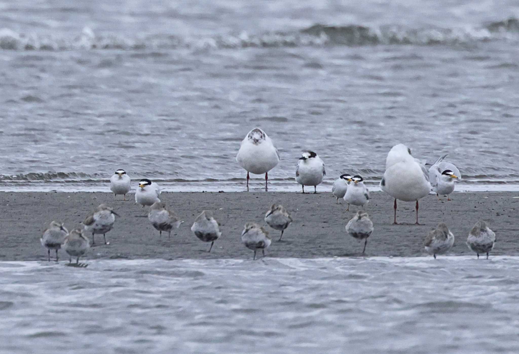 Little Tern