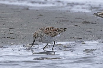 ヒメハマシギ ふなばし三番瀬海浜公園 2024年4月5日(金)