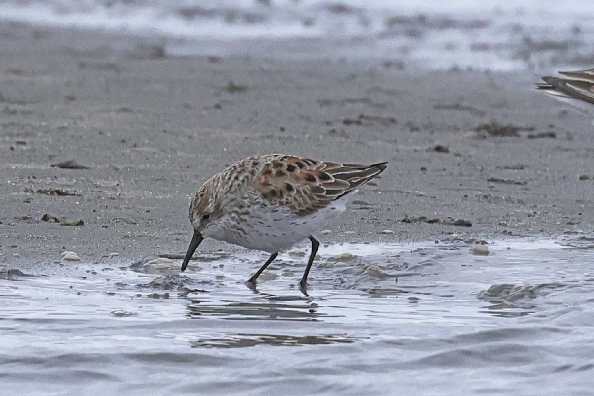 Western Sandpiper