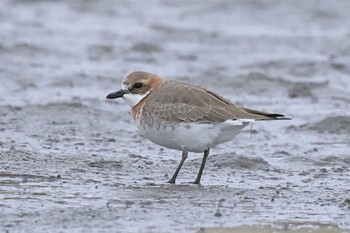 Siberian Sand Plover Sambanze Tideland Fri, 4/5/2024