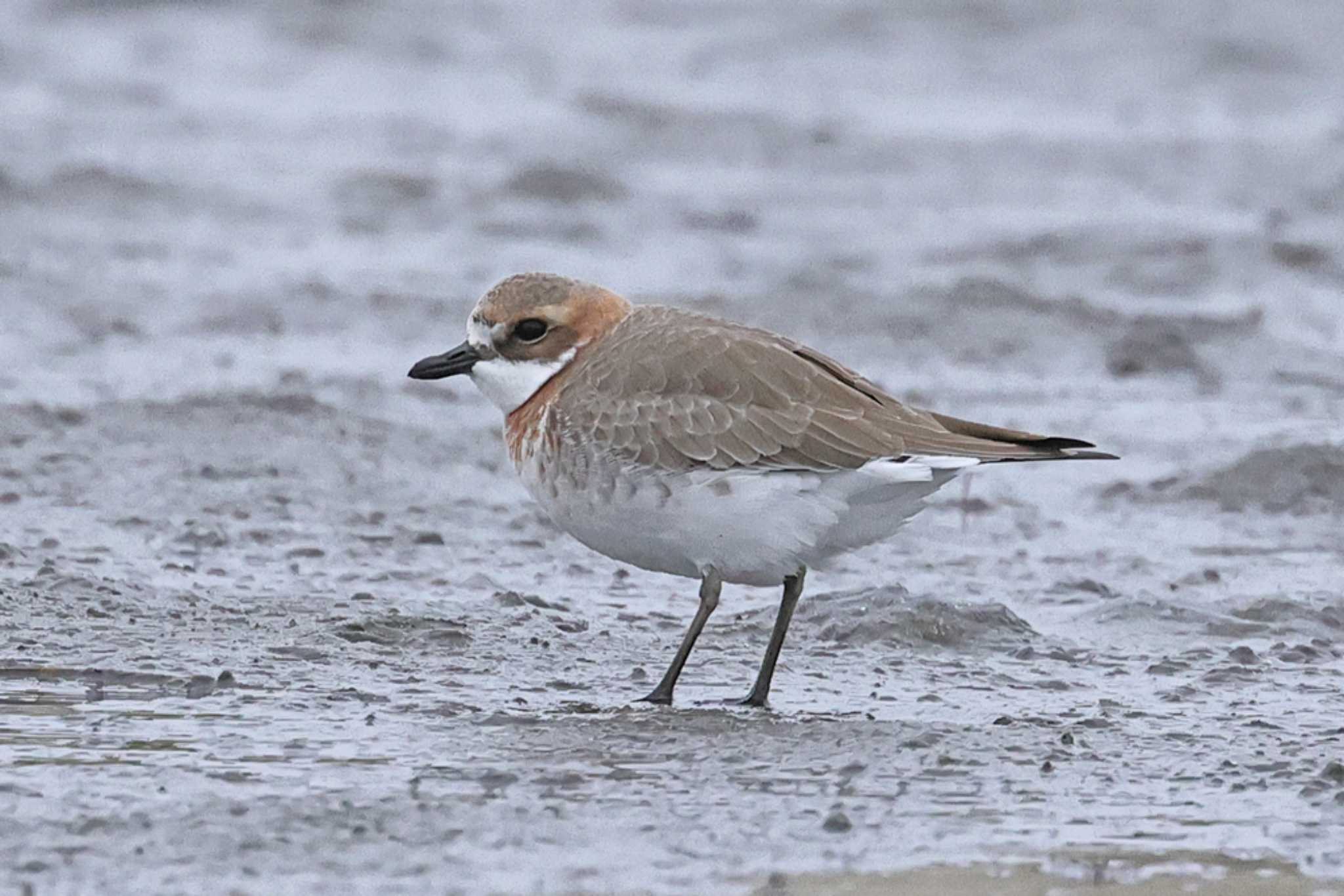 Siberian Sand Plover