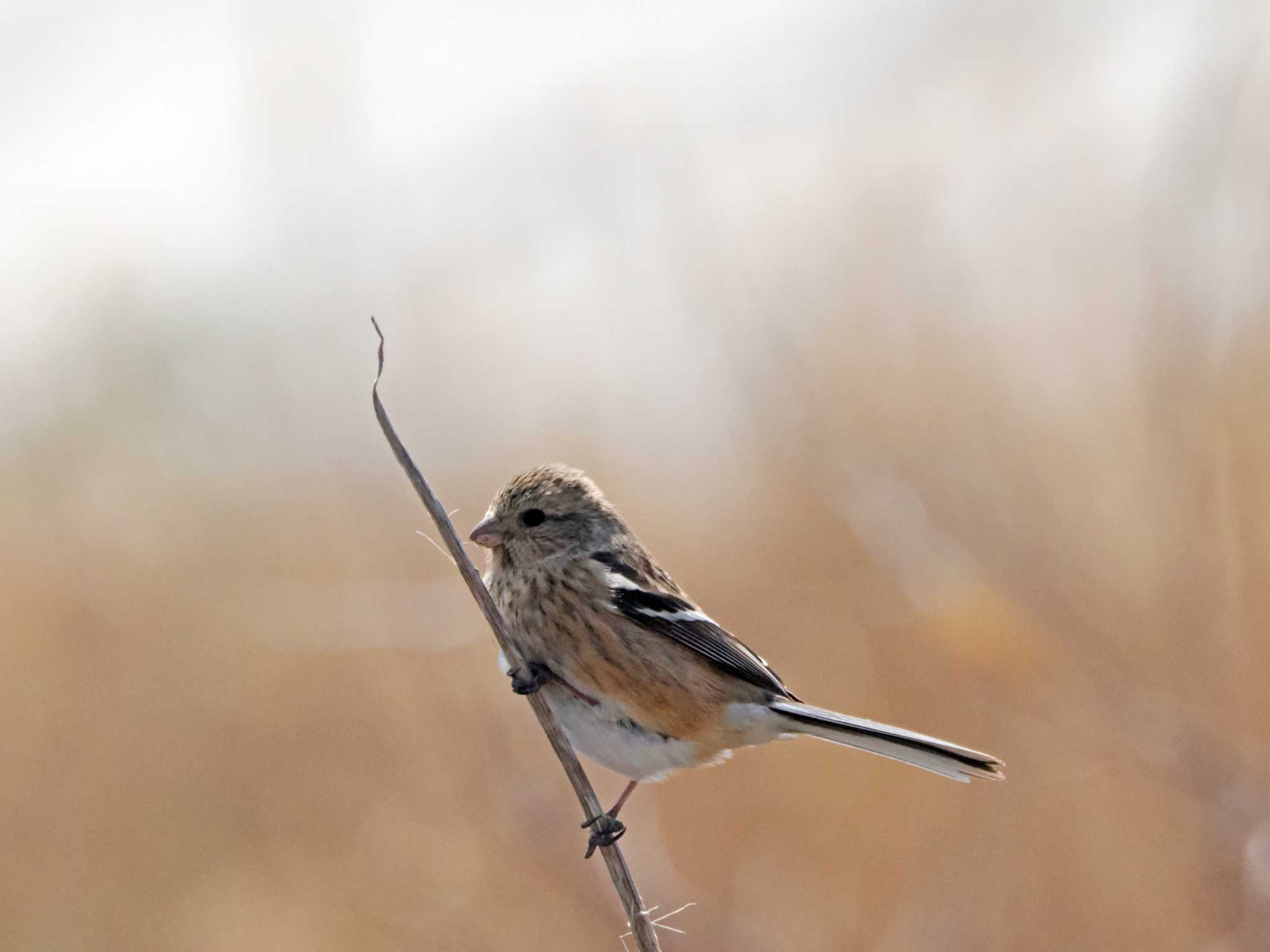 Photo of Siberian Long-tailed Rosefinch at 蒲生干潟(仙台市) by ぴーさん