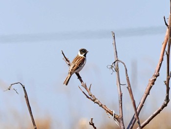 Common Reed Bunting 蒲生干潟(仙台市) Fri, 4/5/2024